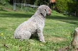 LAGOTTO CAVAGE 055